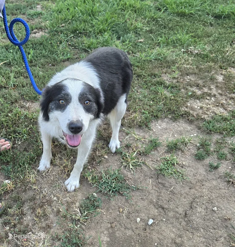 Grace – Border Collie, Great Pyrenees puppy for sale in Douglass, KS