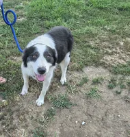 Grace, a female Border Collie and Great Pyrenees for sale in Douglass, KS – 1 of 4