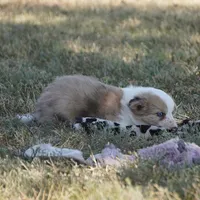 Icarus, a male Border Collie for sale in Douglass, KS – 4 of 5