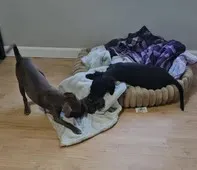 Rebel, a male Border Collie and Italian Greyhound for sale in Douglass, KS – 5 of 8