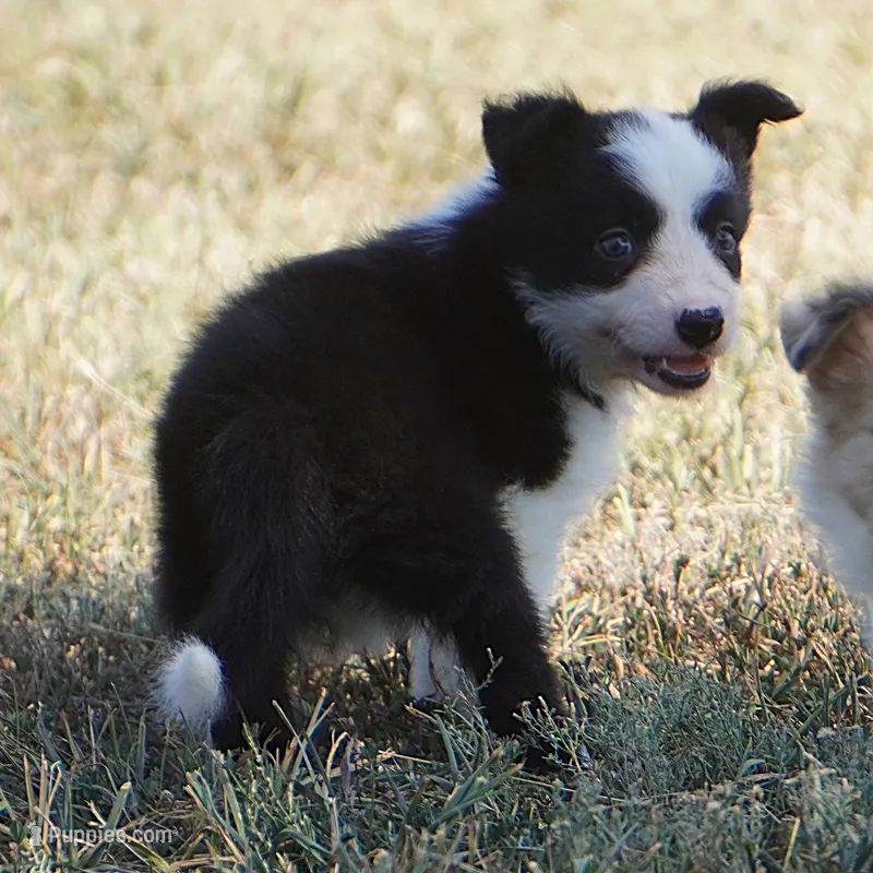India – Border Collie puppy for sale in Douglass, KS