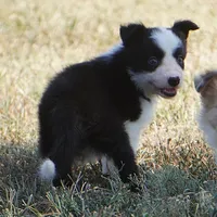 India, a female Border Collie for sale in Douglass, KS – 1 of 4