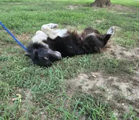 Oakley, a female Border Collie and Great Pyrenees for sale in Douglass, KS – 5 of 7
