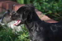 Rebel, a male Border Collie and Italian Greyhound for sale in Douglass, KS – 8 of 8
