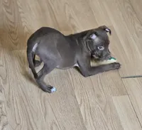 Rocky, a male Chihuahua and Italian Greyhound for sale in Douglass, KS – Photo 2 of 2