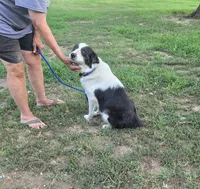 Grace, a female Border Collie and Great Pyrenees for sale in Douglass, KS – 3 of 4