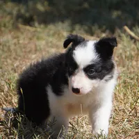 India, a female Border Collie for sale in Douglass, KS – 3 of 4