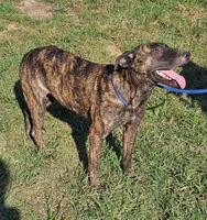 Brin, a female Belgian Malinois and Dutch Shepherd for sale in Douglass, KS – 3 of 8