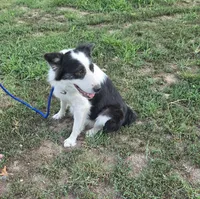 Grace, a female Border Collie and Great Pyrenees for sale in Douglass, KS – 4 of 4
