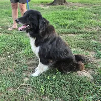 Oakley, a female Border Collie and Great Pyrenees for sale in Douglass, KS – 3 of 5