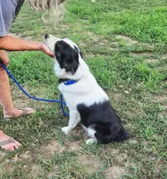 Grace, a female Border Collie and Great Pyrenees for sale in Douglass, KS – 2 of 4