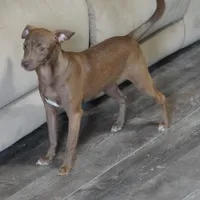 Reba, a female Chihuahua and Italian Greyhound for sale in Douglass, KS – 5 of 9