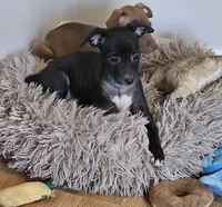 Daisy, a female Chihuahua and Italian Greyhound for sale in Douglass, KS – Photo 6 of 6