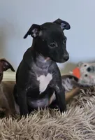 Daisy, a female Chihuahua and Italian Greyhound for sale in Douglass, KS – Photo 3 of 6