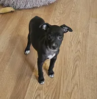 Daisy, a female Chihuahua and Italian Greyhound for sale in Douglass, KS – Photo 4 of 6