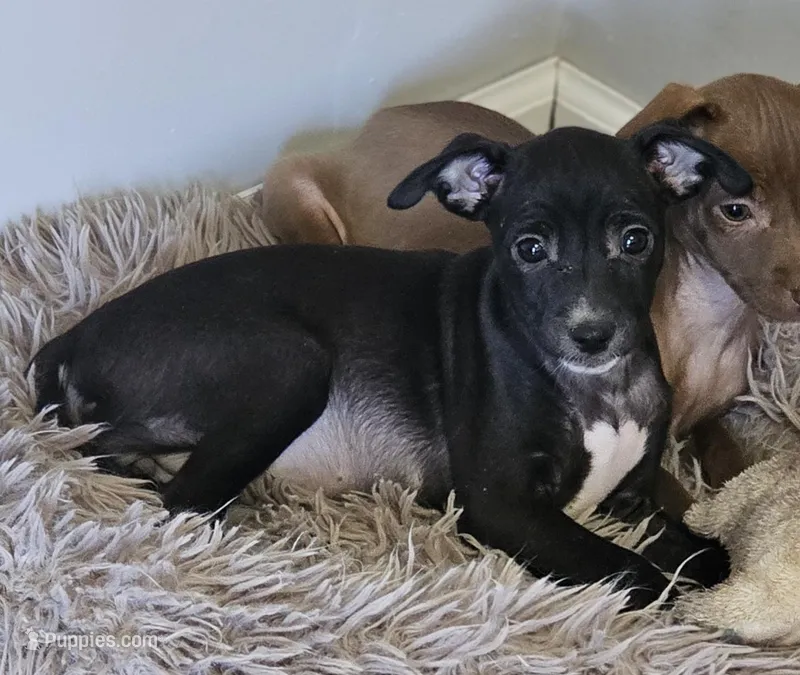 Daisy – Chihuahua, Italian Greyhound puppy for sale in Douglass, KS