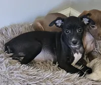 Daisy, a female Chihuahua and Italian Greyhound for sale in Douglass, KS – Photo 1 of 6