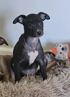 Daisy, a female Chihuahua and Italian Greyhound for sale in Douglass, KS – Photo 2 of 6