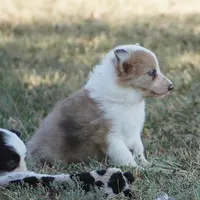 Icarus, a male Border Collie for sale in Douglass, KS – 3 of 5