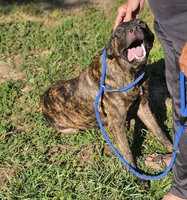 Brin, a female Belgian Malinois and Dutch Shepherd for sale in Douglass, KS – 7 of 8