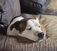 Rex, a male Australian Cattle Dog and Boxer for sale in Douglass, KS – 4 of 4
