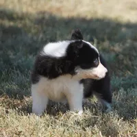 India, a female Border Collie for sale in Douglass, KS – 4 of 4