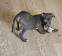 Rocky, a male Chihuahua and Italian Greyhound for sale in Douglass, KS – Photo 3 of 5