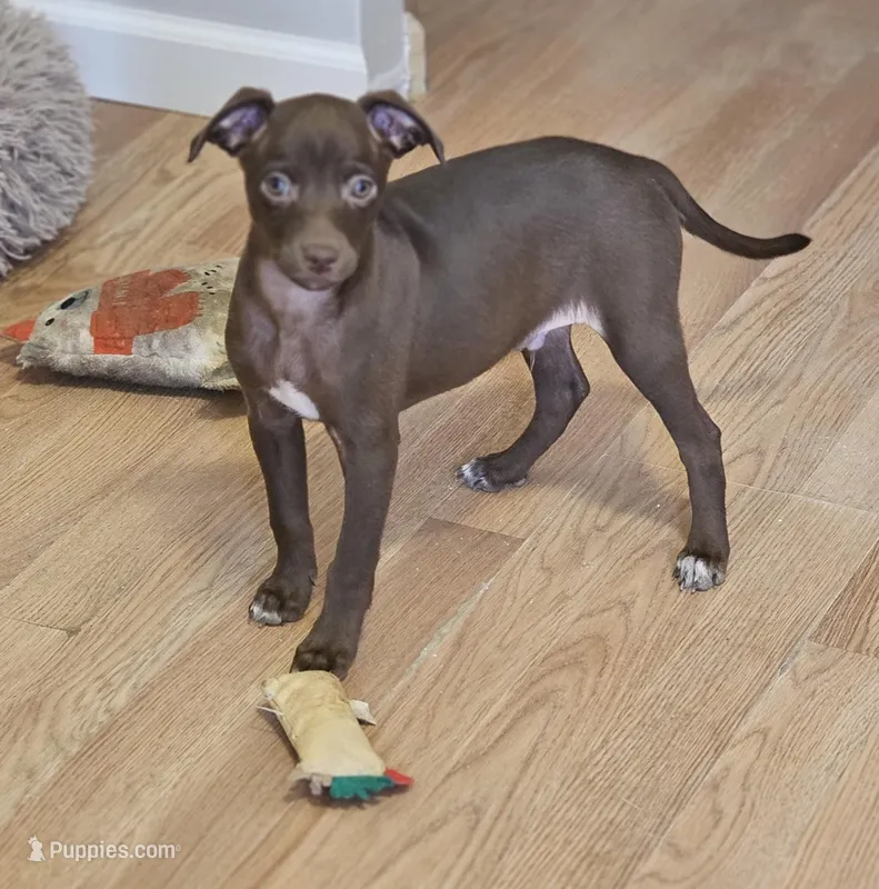 Rocky – Chihuahua, Italian Greyhound puppy for sale in Douglass, KS