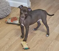 Rocky, a male Chihuahua and Italian Greyhound for sale in Douglass, KS – Photo 2 of 5