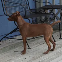 Reba, a female Chihuahua and Italian Greyhound for sale in Douglass, KS – 9 of 9
