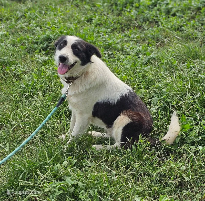Grace – Border Collie, Great Pyrenees puppy for sale in Douglass, KS