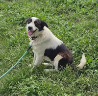 Grace, a female Border Collie and Great Pyrenees for sale in Douglass, KS – 1 of 2
