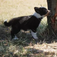 Iris, a female Border Collie for sale in Douglass, KS – 4 of 8
