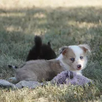 Icarus, a male Border Collie for sale in Douglass, KS – 2 of 5