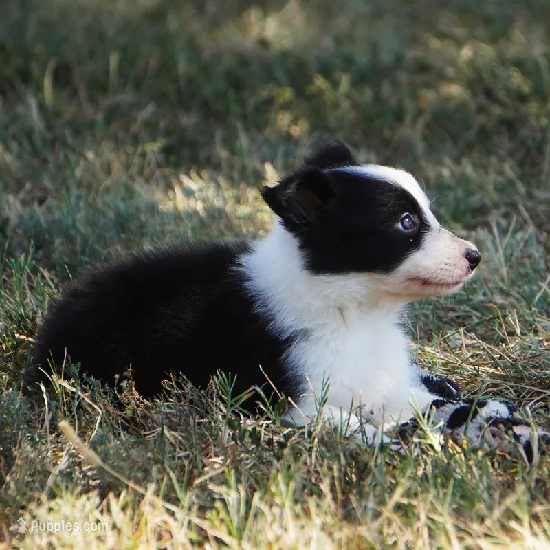 Isla – Border Collie puppy for sale in Douglass, KS