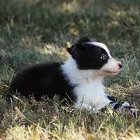 Isla, a female Border Collie for sale in Douglass, KS – 1 of 5