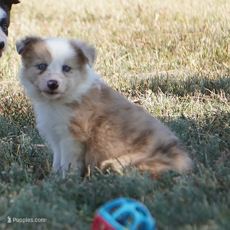 Icarus – Border Collie puppy for sale in Douglass, KS