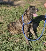 Brin, a female Belgian Malinois and Dutch Shepherd for sale in Douglass, KS – 8 of 8