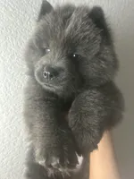 Dark blue , a male Chow Chow for sale in Irvine, CA – Photo 2 of 2