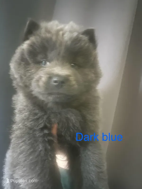 Dark blue  – Chow Chow puppy for sale in Irvine, CA