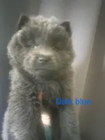 Dark blue , a male Chow Chow for sale in Irvine, CA – Photo 1 of 2