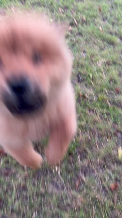 Red boy, a male Chow Chow for sale in Irvine, CA – 2 of 8