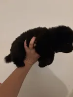 Black chow girl-pink collar , a female Chow Chow for sale in Irvine, CA – 3 of 4