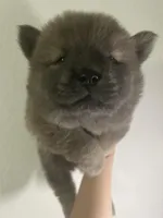 Cinammon boy, a male Chow Chow for sale in Irvine, CA – Photo 1 of 3