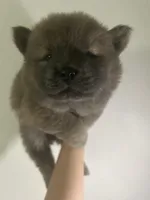 Cinammon boy, a male Chow Chow for sale in Irvine, CA – Photo 3 of 3