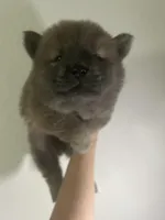 Cinammon boy, a male Chow Chow for sale in Irvine, CA – Photo 2 of 3