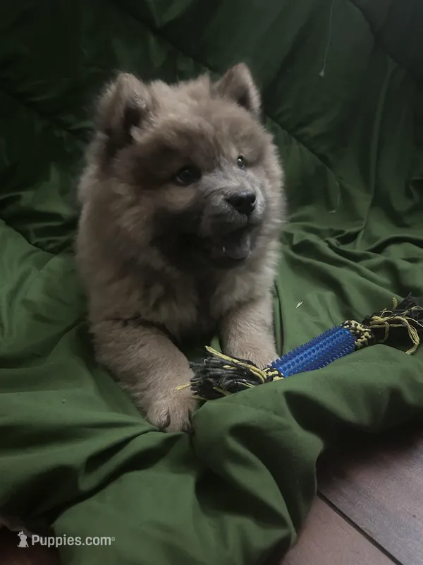 Cinammon Boy  – Chow Chow puppy for sale in Irvine, CA