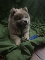 Cinammon Boy , a male Chow Chow for sale in Irvine, CA – Photo 1 of 2