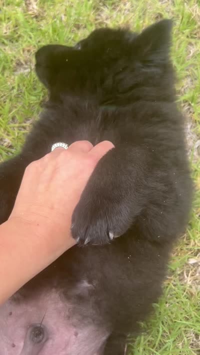 Black boy-green collar , a male Chow Chow for sale in Irvine, CA – 3 of 3