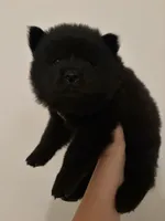 Black boy chow puppy-red collar , a male Chow Chow for sale in Irvine, CA – 2 of 3